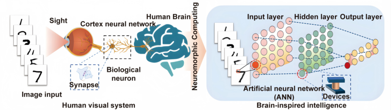 图6.受脑启发的神经形态计算 配图6