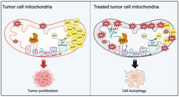 图4G-0-z-d-2通过靶向ETFB抑制氧化磷酸化促进非小细胞肺癌自噬